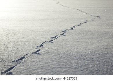 A trail of deer tracks on a clean, flat surface of ice covered by snow.