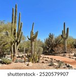 Trail in the Desert Botanical Garden in Phoenix Arizona