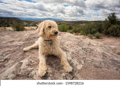 Trail Dog On Colorado Plateau.