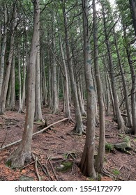 Trail In Door County, WI