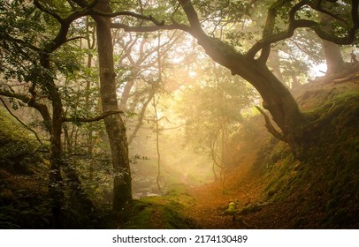 A trail in the fairy forest in the early morning. Forest sunbeam sunshine. Sunshine in sunbeam forest. Forest trail in sunbeam sunshine - Shutterstock ID 2174130489