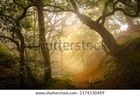 A trail in the fairy forest in the early morning. Sunshine in sunbeam forest
