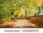 Trail with fallen leaves in World’s End Hingham MA USA