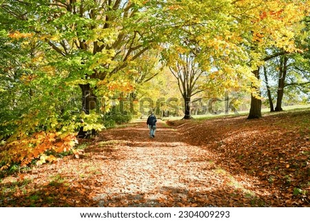 Trail with fallen leaves in World’s End Hingham MA USA