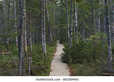 Trail To Ferd's Bog, Old Forge, New York