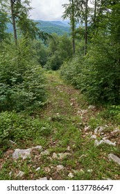 Trail (footpath) in a forest of beech and pine trees