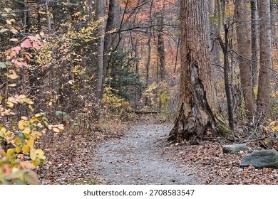 A trail in a forest during fall