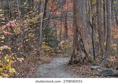 A trail in a forest during fall