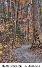 A trail in a forest during fall