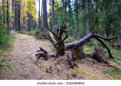 A trail in the forest. Forest trail view. Larch forest scene. Trail in autumn forest