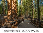 Trail in the General Sherman Tree area in the Sequoia national park in USA.