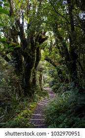 Trail In Goblin Forest