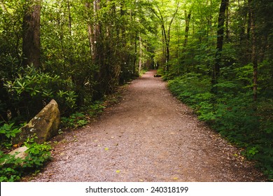 Trail In Great Smoky Mountains National Park, Tennessee.