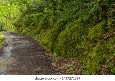 trail in green spring forest near Termal (Yalova, Turkey)