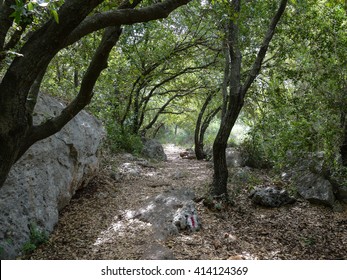 A trail in the grove.