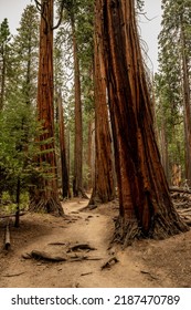 Trail To Half Dome Cuts Through Large Trees In Yosemite National Park