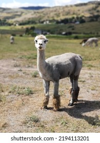 Trail Hike Amongst Llama Farm