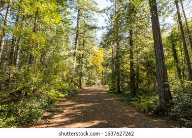 trail inside forest hitting by the sunlight through the dense foliage of tall trees on both sides