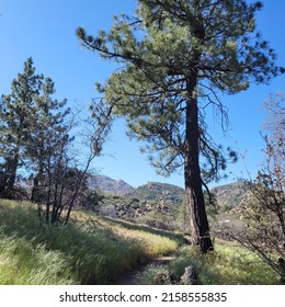 Trail Leading Past Pines In The High Desert, California