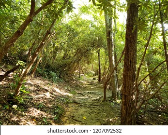 Trail Leading Through The Woods, Great Smoky Mountains National Park, TN