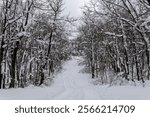 A trail leads through freshly fallen snow at High Point State Park, NJ, copy text space