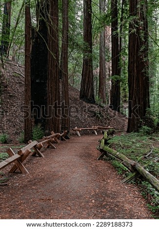 A trail is lined with barriers to prevent erosion and sil compaction, Armstrong Woods State Park, Sonoma County, California
