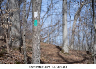 Trail Markers Are Painted Onto Tree Trunks In Order To Provide Hikers With Directions Along A Hiking Trail Winding Through The Woods Of Northern Virginia.