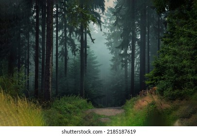 The trail in the misty forest. Misty forest trail. Trail in misty forest. Forest mist trail. Misty forest landscape - Shutterstock ID 2185187619