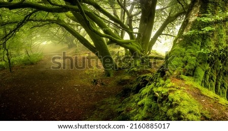 A trail in a mossy forest. Branchy tree at mossy forest trail. Mossy branchy forest trail. Trail in mossy branchy forest Foto d'archivio © 