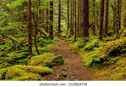 A trail in a mossy forest. Mossy forest trail view. Green moss on forest trail. Trail in mossy forest