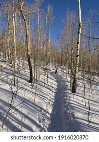 Trail To Mt Elbert From South Mount Elbert Trailhead, Colorado