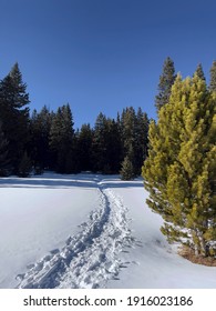 Trail To Mt Elbert From South Mount Elbert Trailhead, Colorado