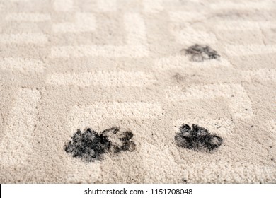 Trail Of Muddy Paw Prints On Beige Carpet