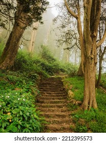 Trail on Mount Davidson on a foggy day, San Francisco, California - Shutterstock ID 2212395573