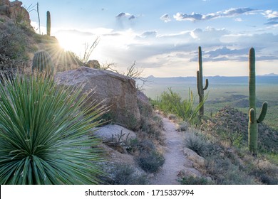 Trail on Rocky Hillside in Saguaro National Park (Sonoran Desert) at Sunset - Tucson, Arizona, USA