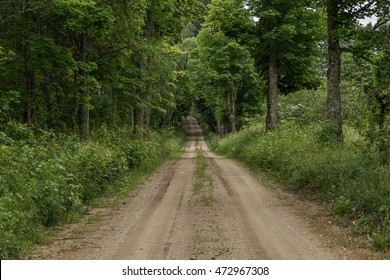The trail passes through a large forest