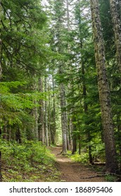 Trail Passing Through Tall Pine Trees In Oregon