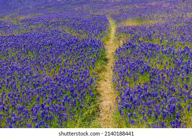 Trail Path Disappears Into A Purple Wildflower Lupine Field Near Folsom Lake, California