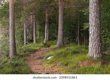 Trail, path in a pine tree forest. Wood forests all around in the surrounding. Evening. - Powered by Shutterstock