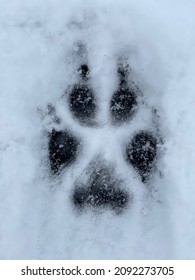 The Trail (paw Print) Of A Wolf In The Snow. Close-up Top View. Vertical Photo