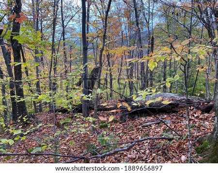 Trail to peak of Mount Tecumseh