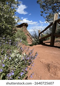 Trail with red dirt, split rail fence, green and purple foliage on a sunny day with blue skies and a few white clouds. Closeup of dirt trail and purple flowers blooming on green foliage.