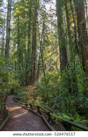 Trail in a Redwood Forest at Armstrong Redwoods State Park. Guerneville, California, USA