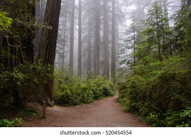 Trail In Redwood National Park, California