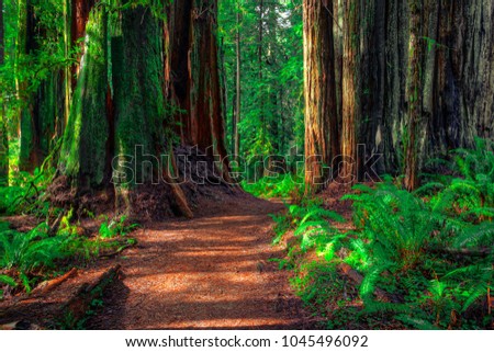 Trail in the Redwoods, Redwoods National & State Parks, California