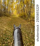 Trail riding a grey horse in autumn