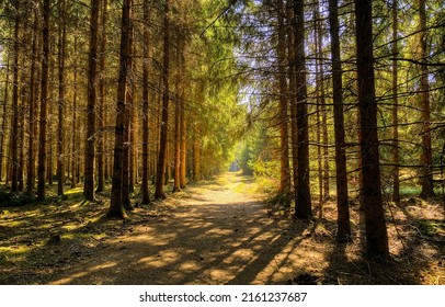 A trail in a shady pine forest. Forest trail in pinewood. Pine forest trail. Shadows on pine forest trail