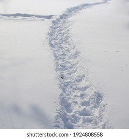 Trail In The Snow. Winter Glade.