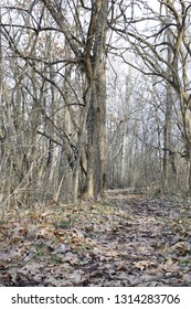 Trail In Springfield MO