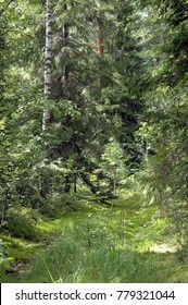 trail in the summer forest